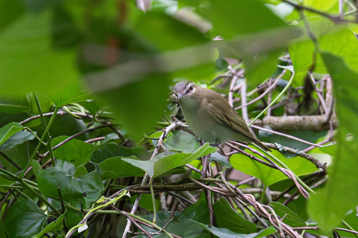 Red-eyed Vireo - ML654761403