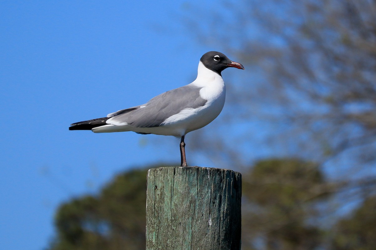 Gabbiano sghignazzante - ML654761452