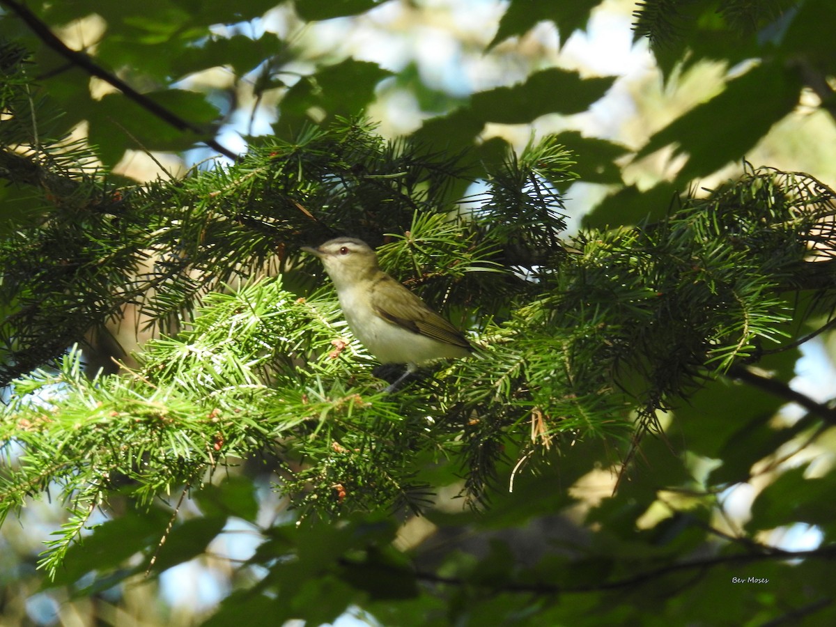 Red-eyed Vireo - ML654761879