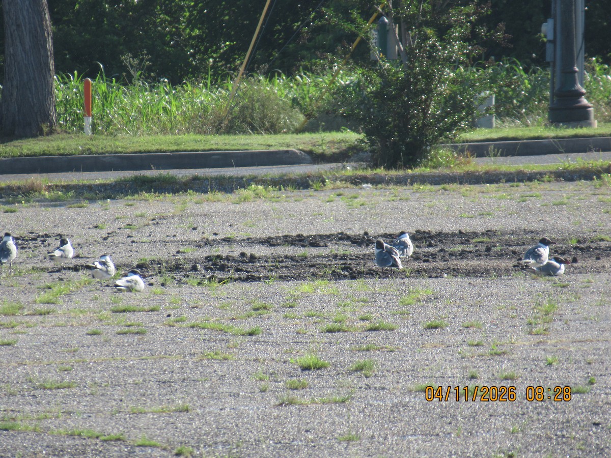 Gabbiano sghignazzante - ML654762106