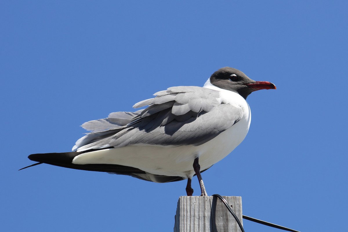 Gabbiano sghignazzante - ML654762132