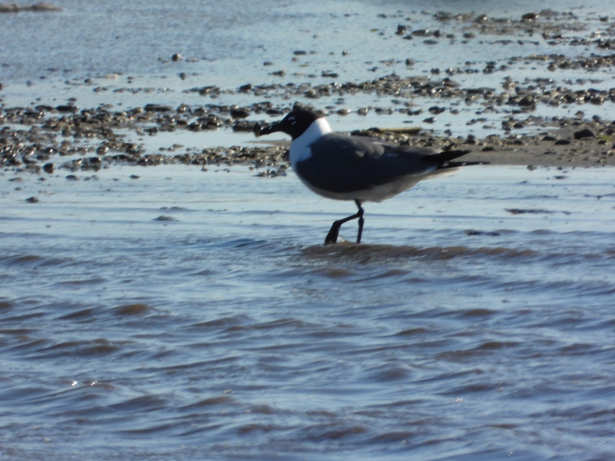 Gabbiano sghignazzante - ML654763115