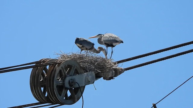 Garza Azulada - ML654763341