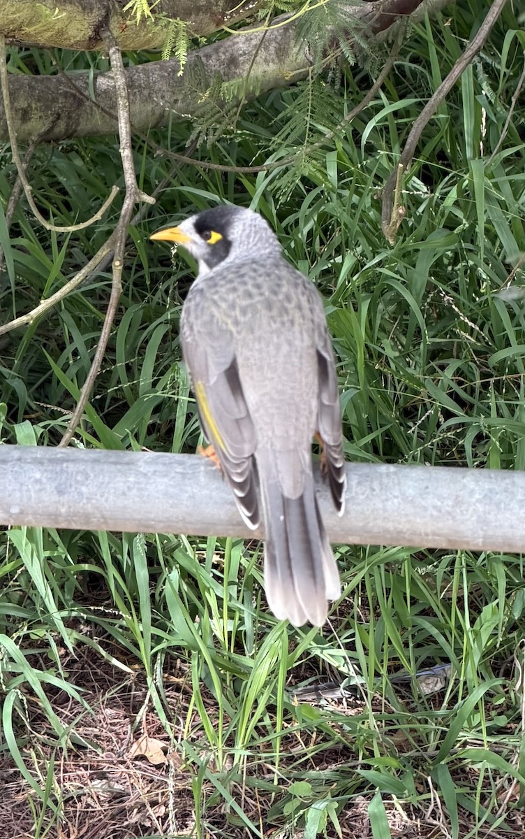 Noisy Miner - ML654763620