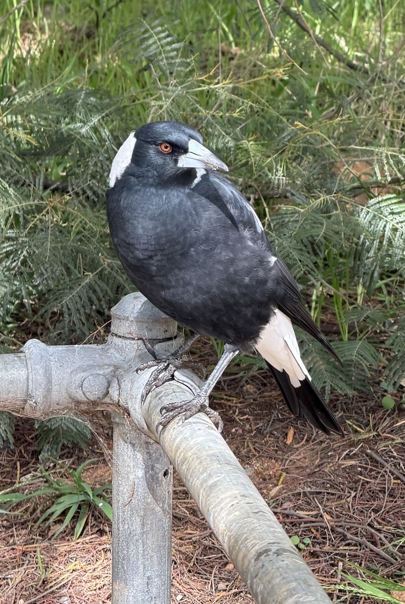 Australian Magpie - ML654763632