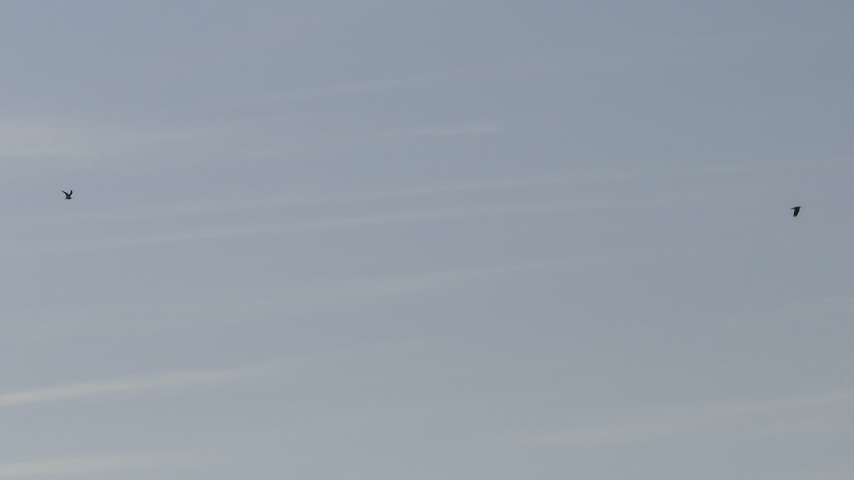 Gabbiano sghignazzante - ML654763822