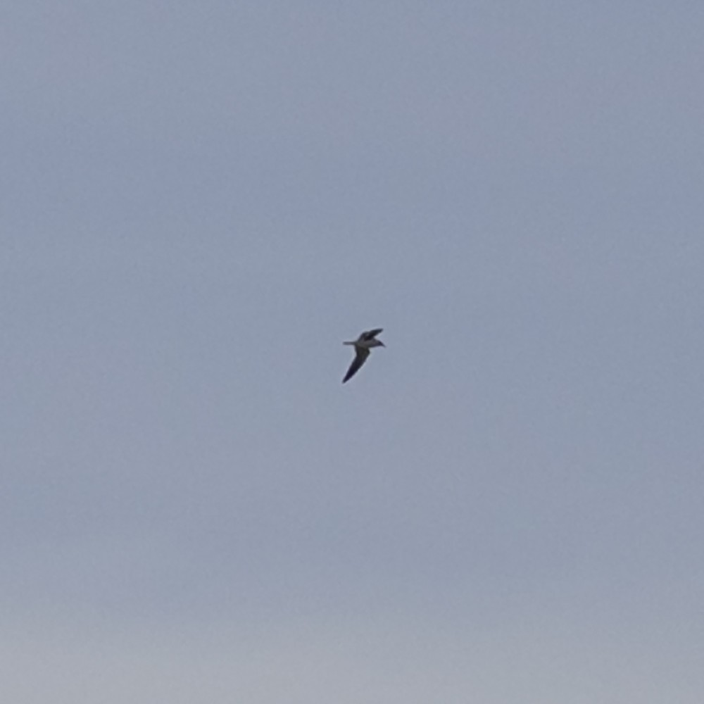 Gabbiano sghignazzante - ML654763824