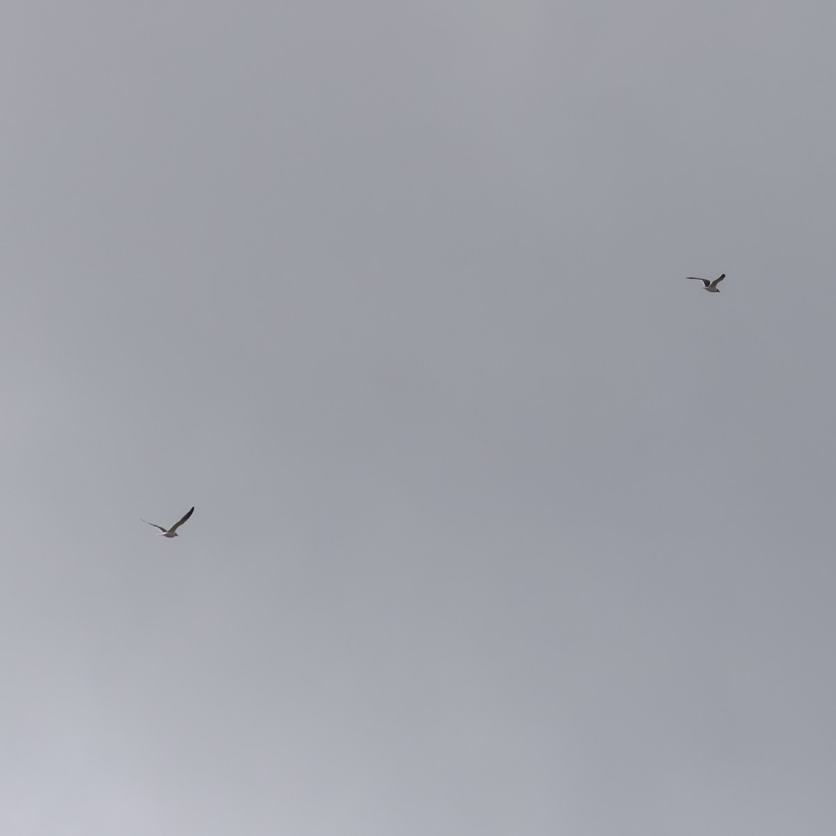 Gabbiano sghignazzante - ML654763831