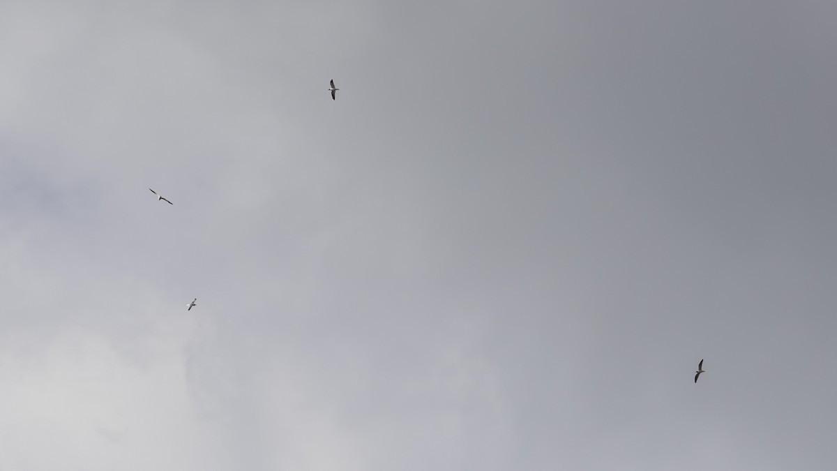 Gabbiano sghignazzante - ML654763833