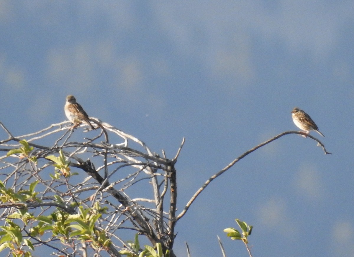 House Sparrow - Shane Sater