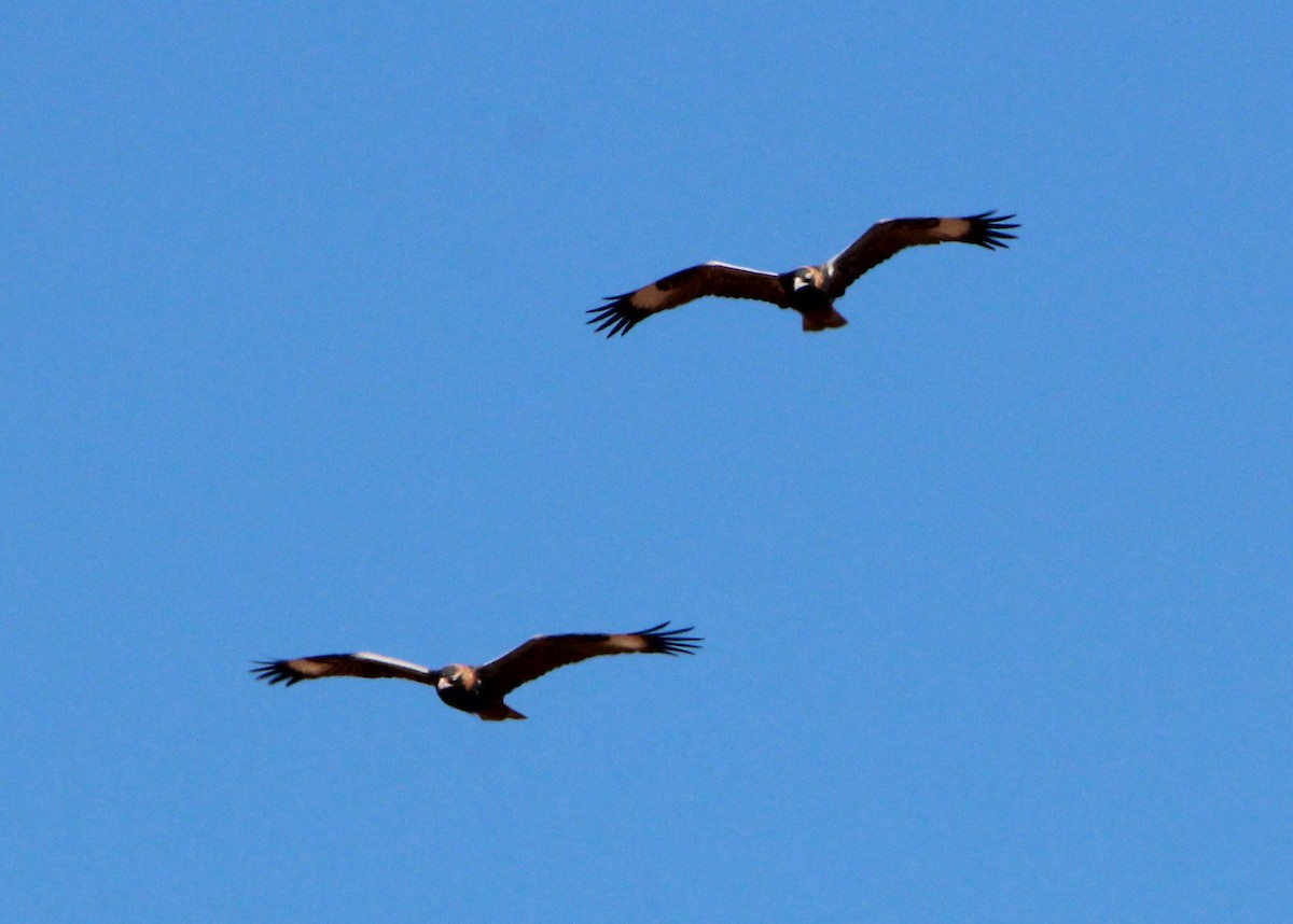Black-breasted Kite - ML65476551