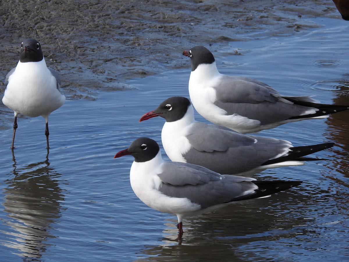 Gabbiano sghignazzante - ML654765810