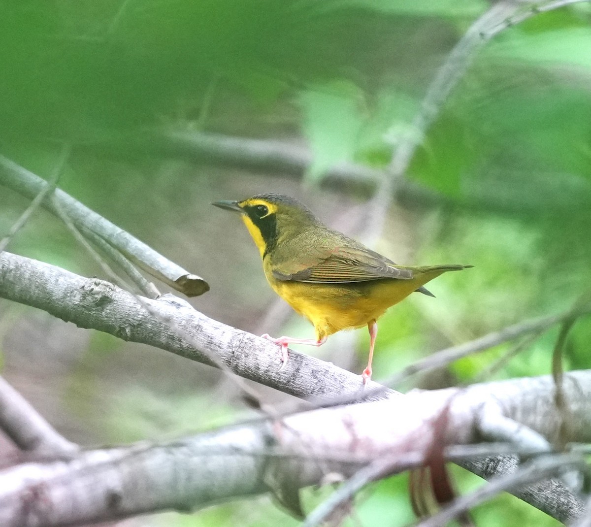 kentuckyparula - ML654765982