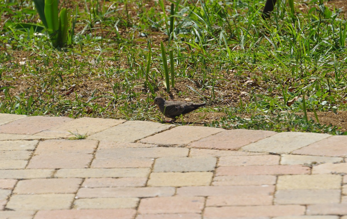 Common Ground Dove - ML65476611