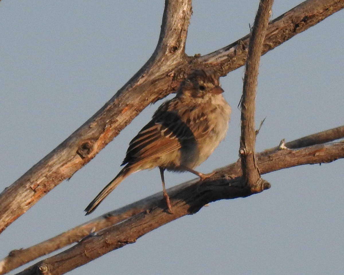 Passerellidae sp. (sparrow sp.) - ML65476681