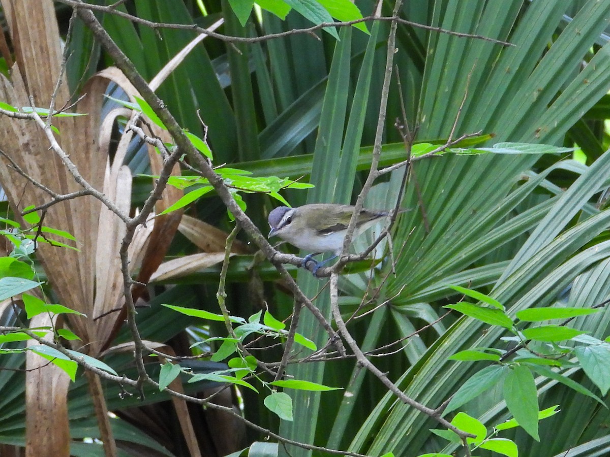 Red-eyed Vireo - ML654767158