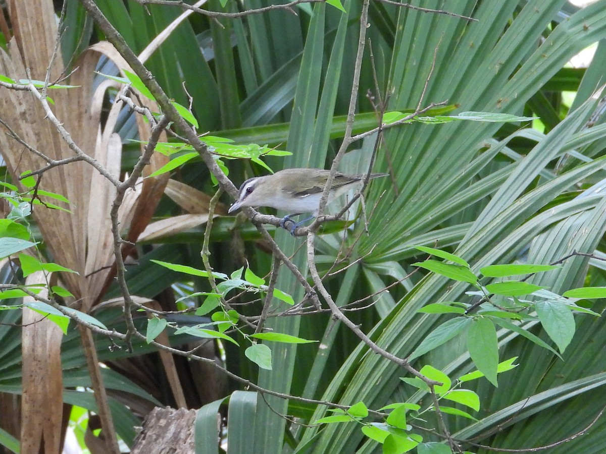 Red-eyed Vireo - ML654767159