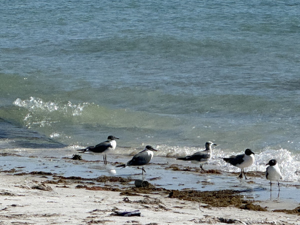 Gabbiano sghignazzante - ML654768439