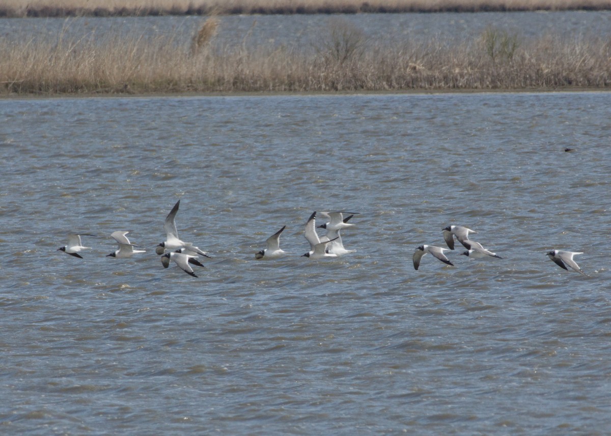 Gabbiano sghignazzante - ML654768470