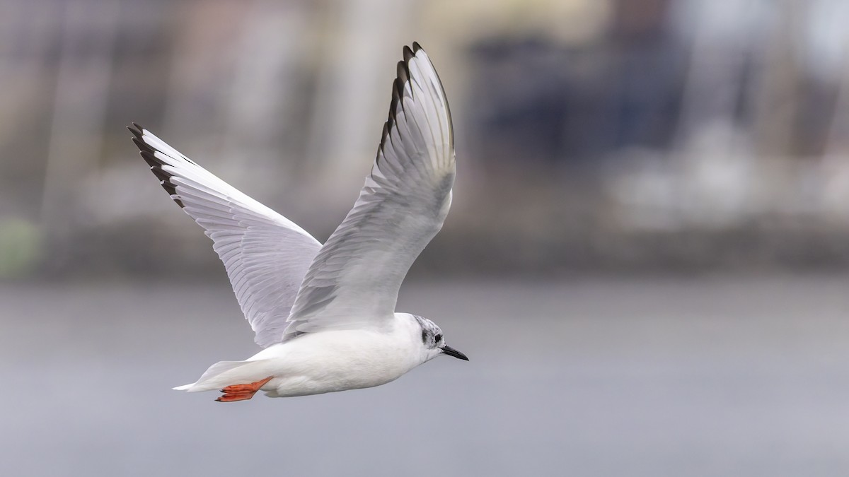 Gaviota de Bonaparte - ML654768503