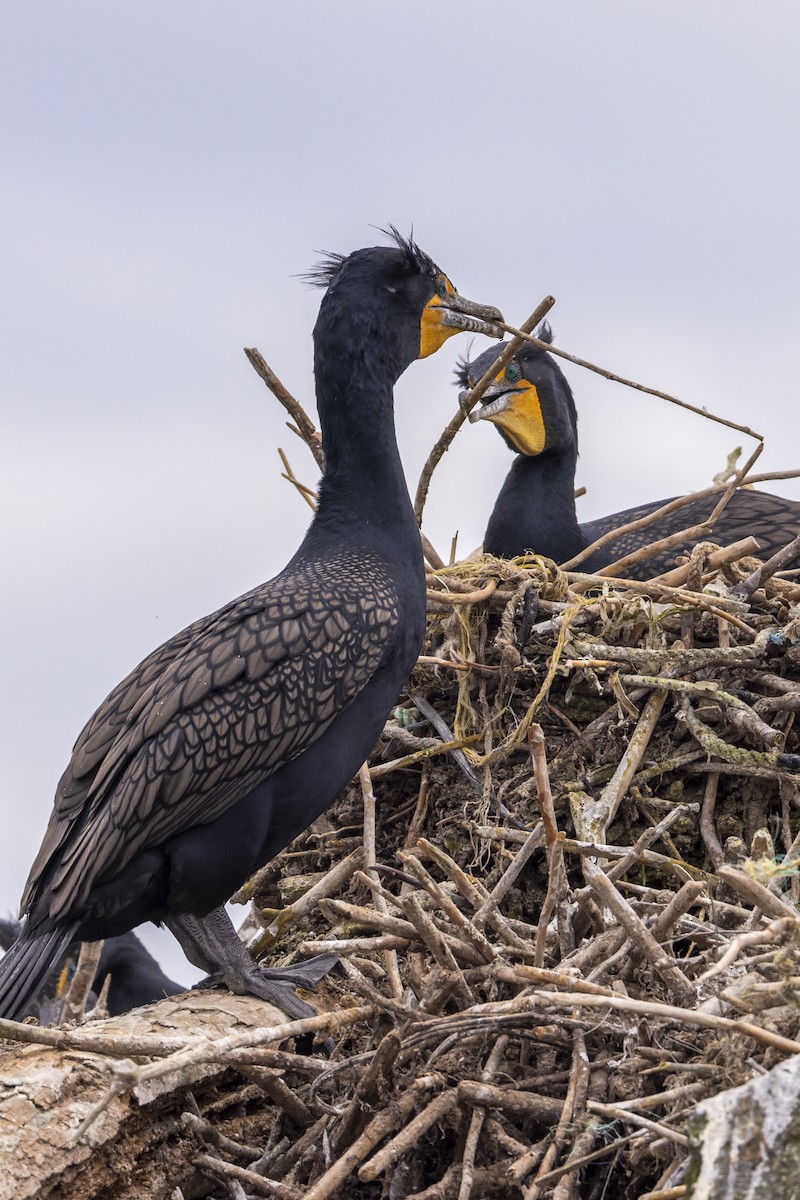 Cormorán Orejudo - ML654768528