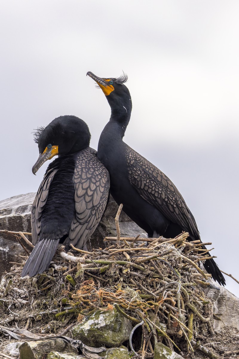 Cormorán Orejudo - ML654768529