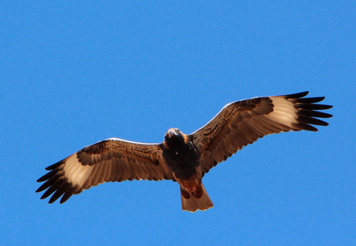 Black-breasted Kite - ML65476901