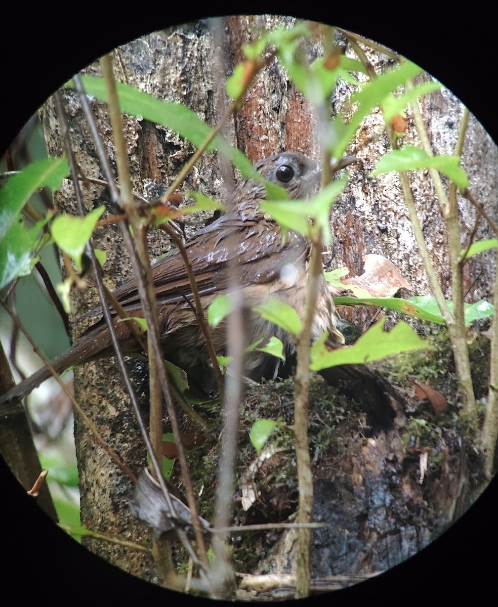 Cocoa Thrush - ML654769715