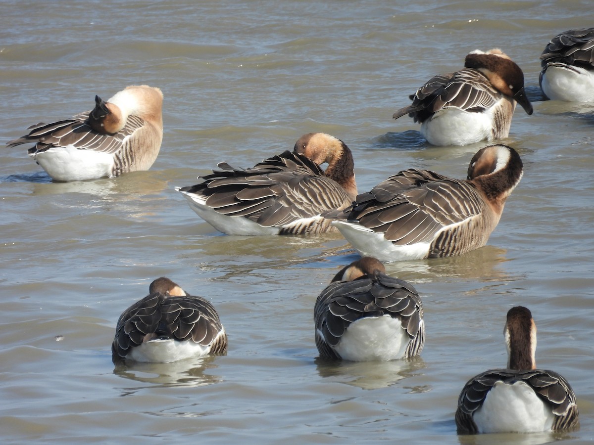 Ánsar Cisnal - ML654770532