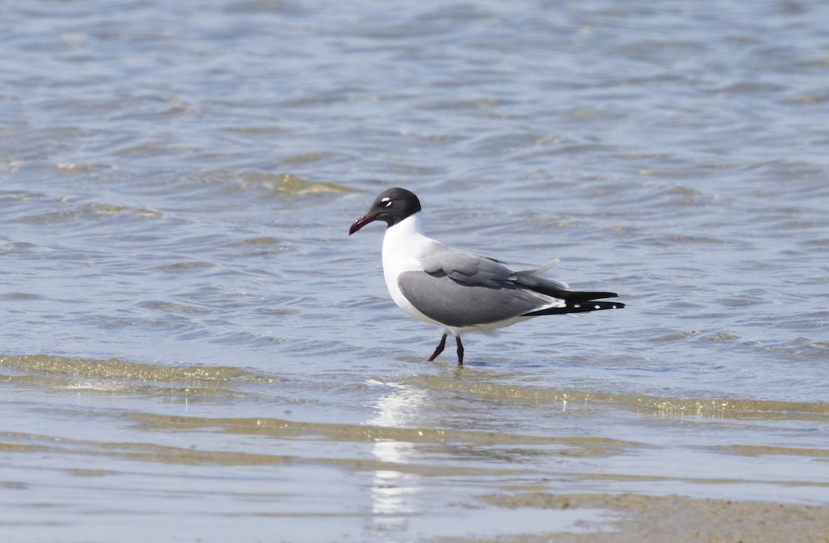 Gabbiano sghignazzante - ML654770642