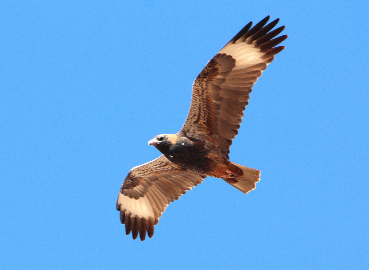 Black-breasted Kite - ML65477121