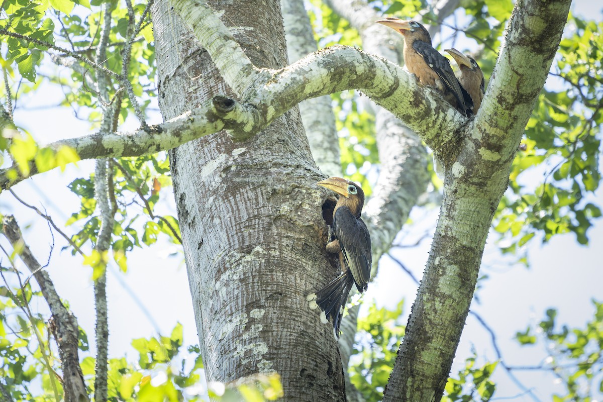 brunhornfugl - ML654771366