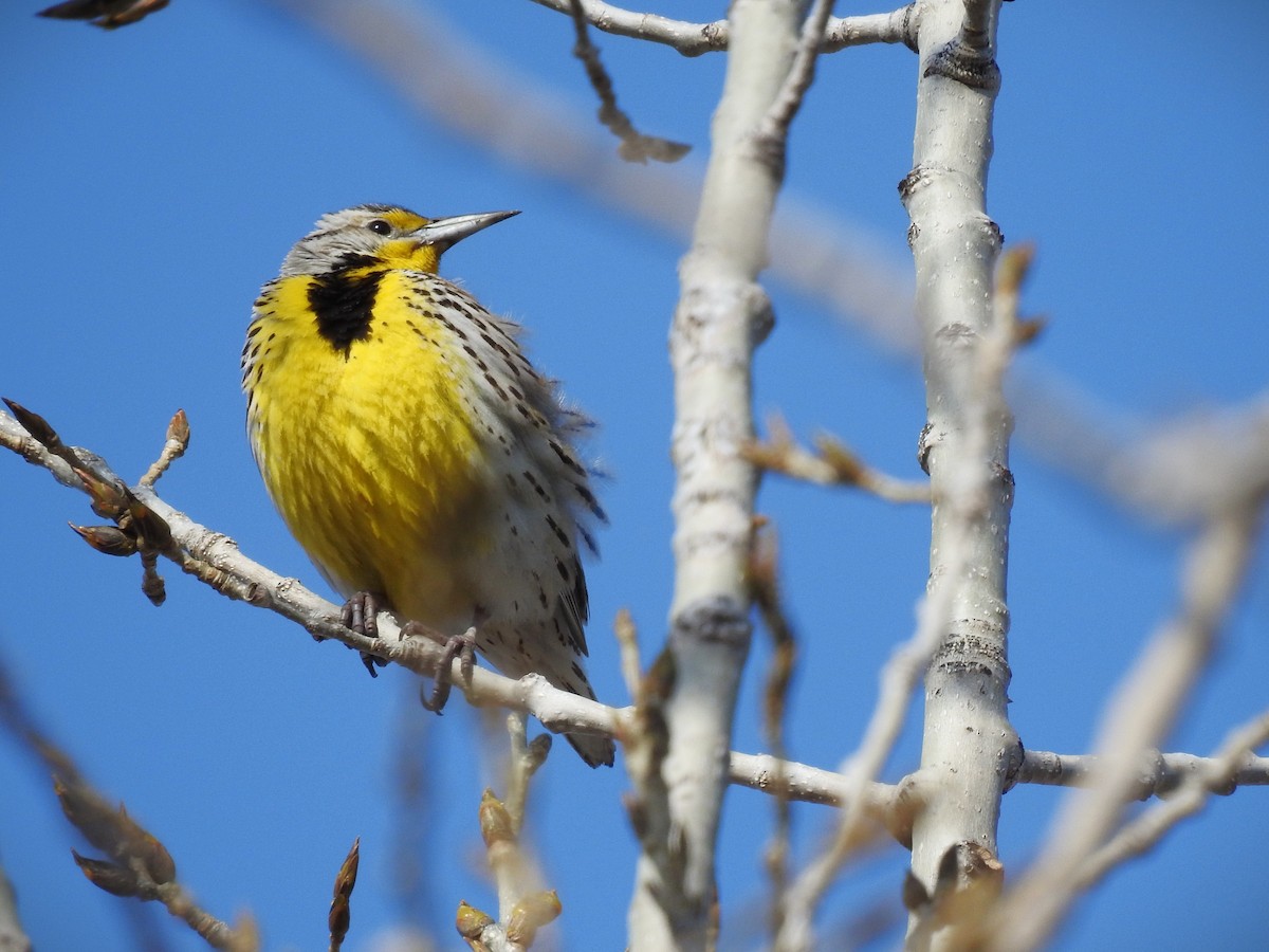 ML654771402 - Western Meadowlark - Macaulay Library