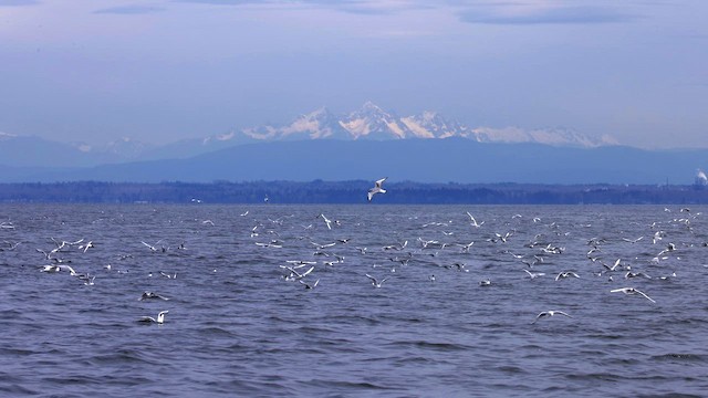 Gabbiano di Bonaparte - ML654772420