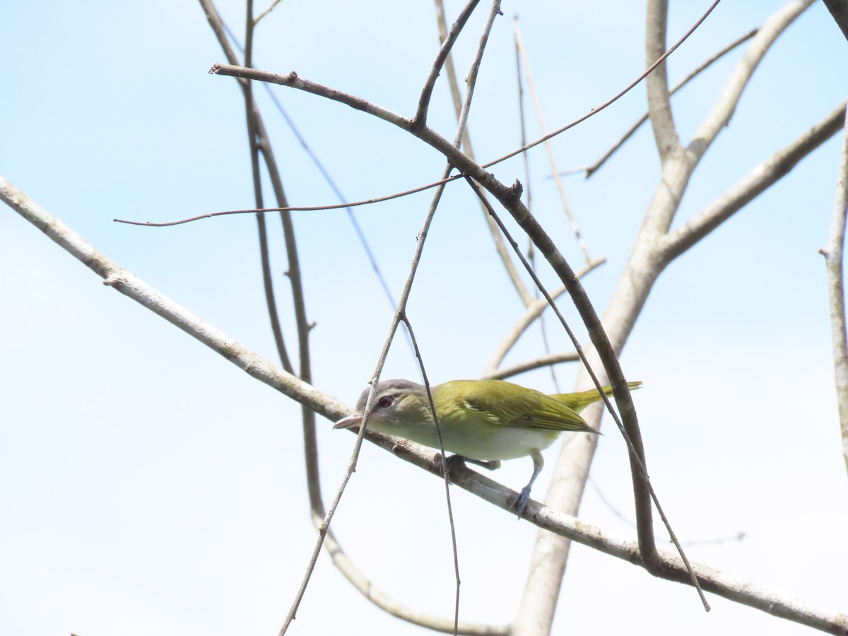 Red-eyed Vireo - ML654772492