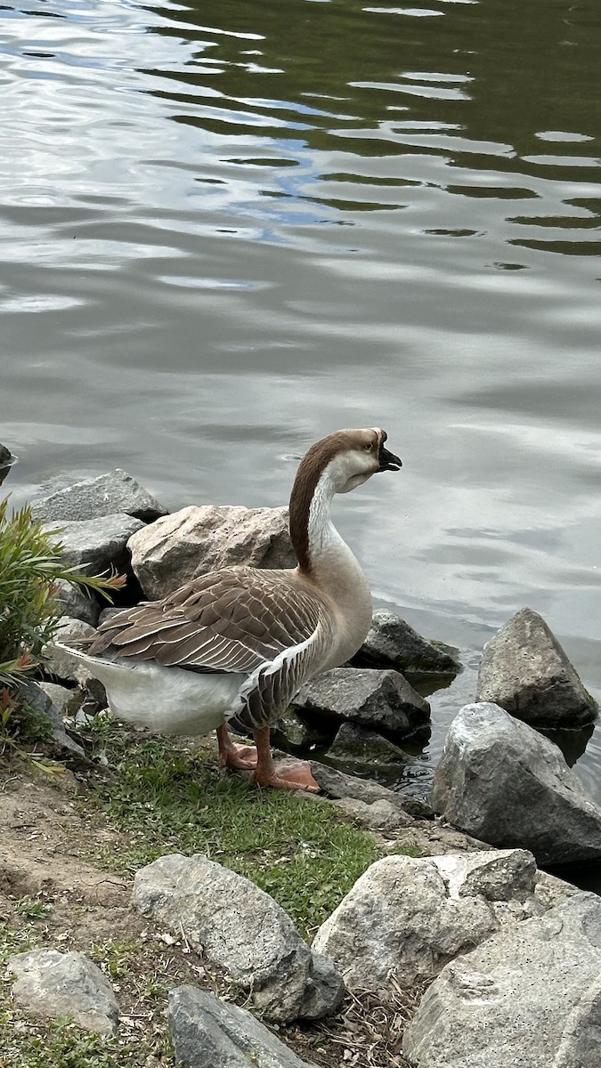 Ánsar Cisnal (variedad doméstica) - ML654772543