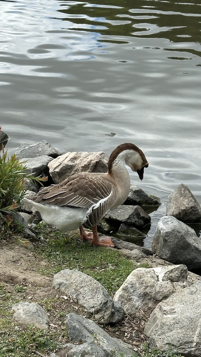 Ánsar Cisnal (variedad doméstica) - ML654772544