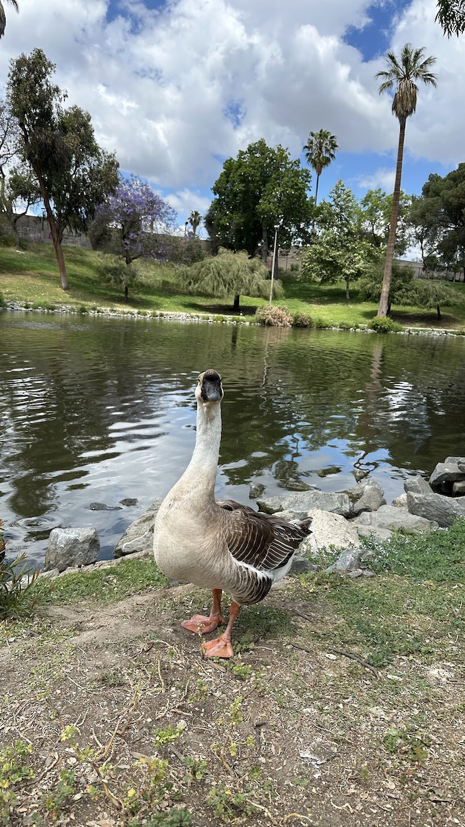 Ánsar Cisnal (variedad doméstica) - ML654772545