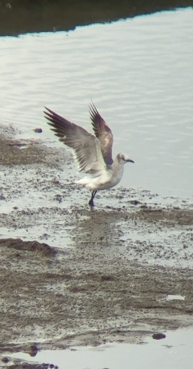 Gabbiano sghignazzante - ML654772963