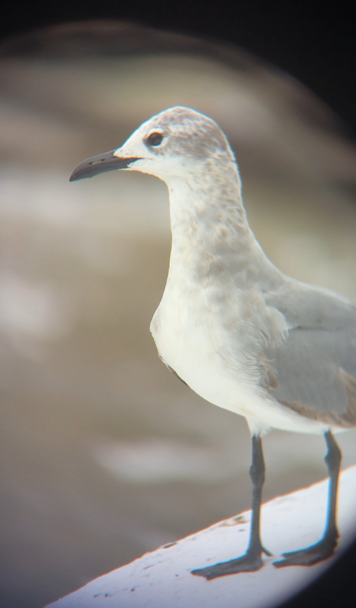 Gabbiano sghignazzante - ML654772964