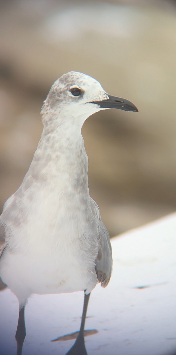 Gabbiano sghignazzante - ML654772965