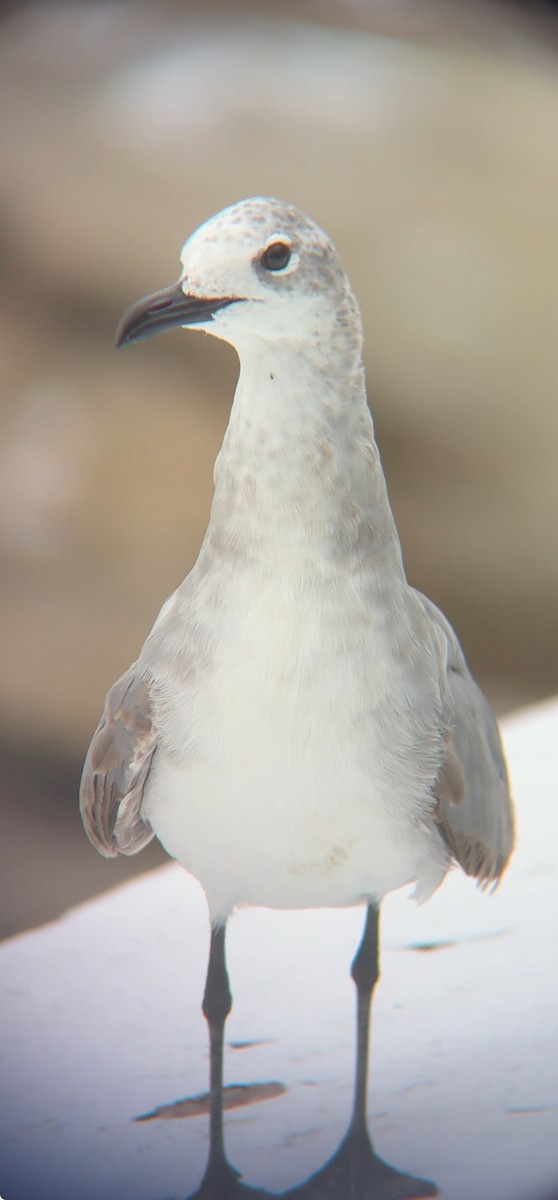 Gabbiano sghignazzante - ML654772966