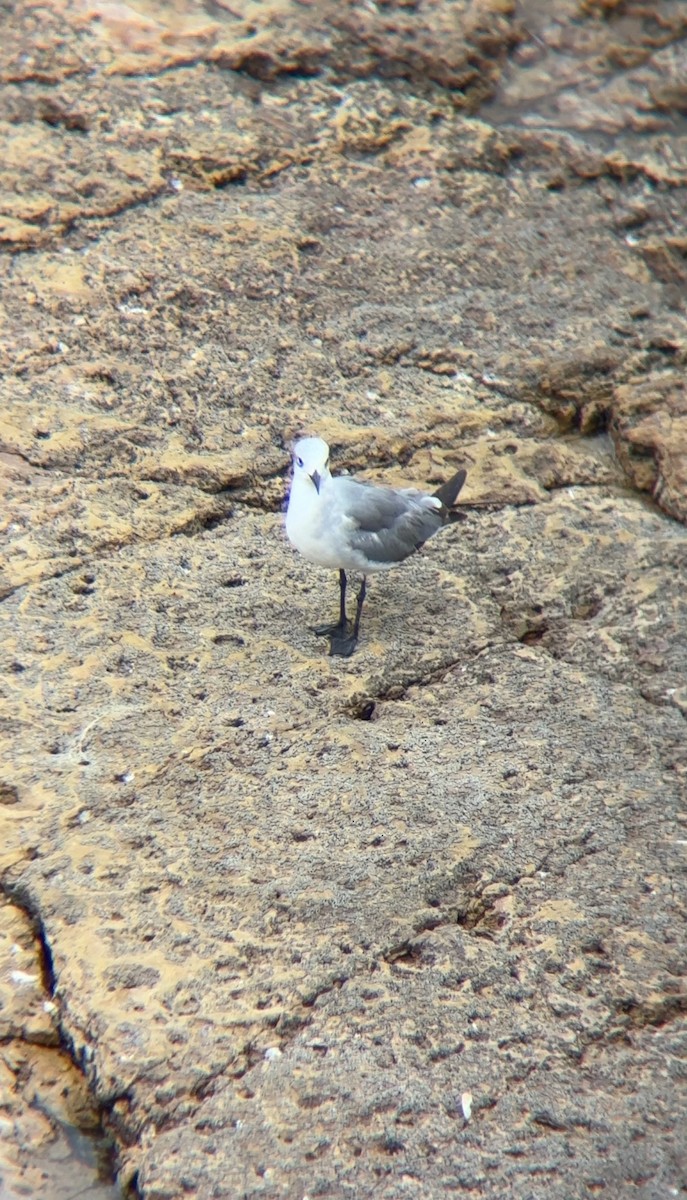 Gabbiano sghignazzante - ML654772967