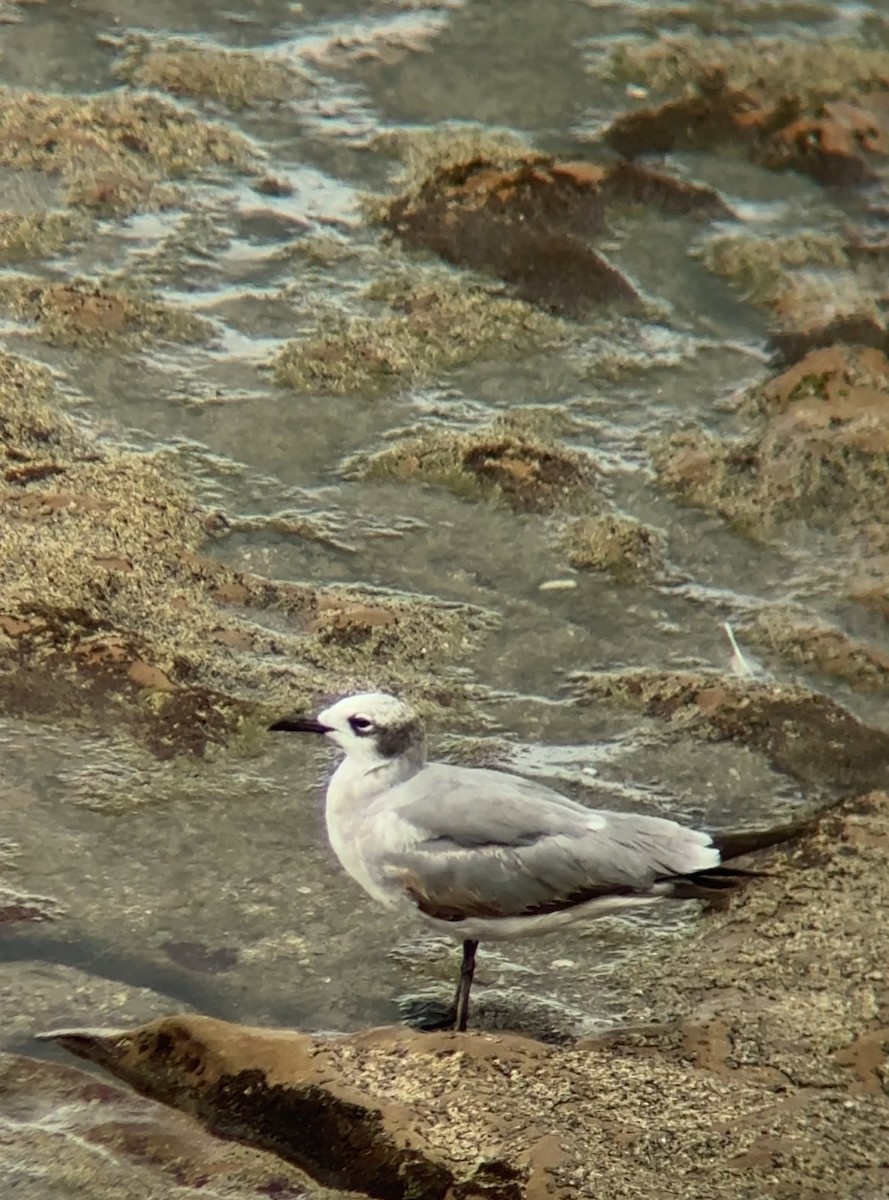 Gabbiano sghignazzante - ML654772988