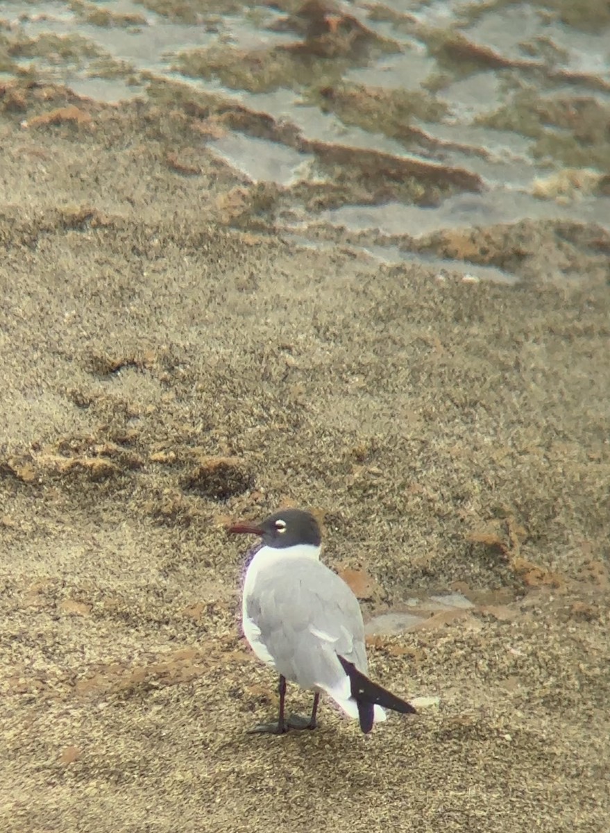 Gabbiano sghignazzante - ML654772989