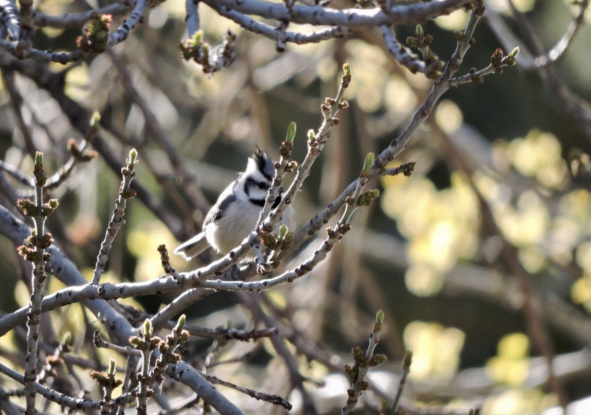 Mésange arlequin - ML654773517