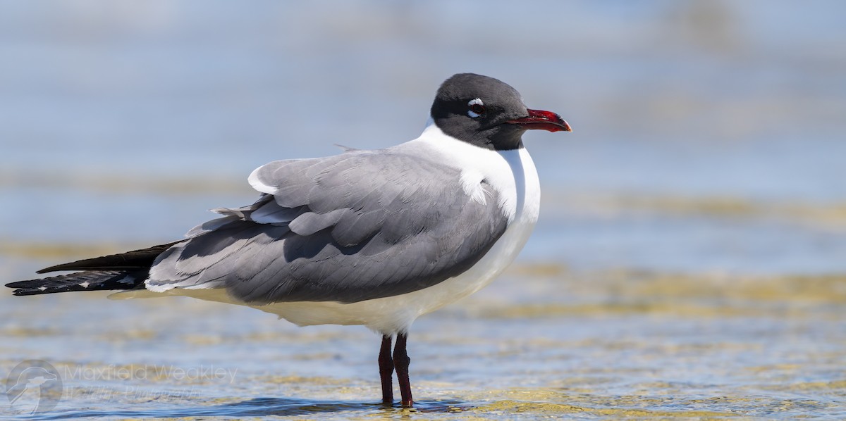 Gabbiano sghignazzante - ML654773660