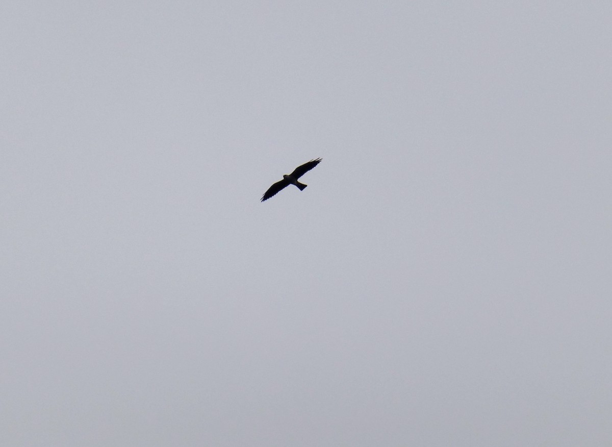 Milan du Mississippi - ML654774191