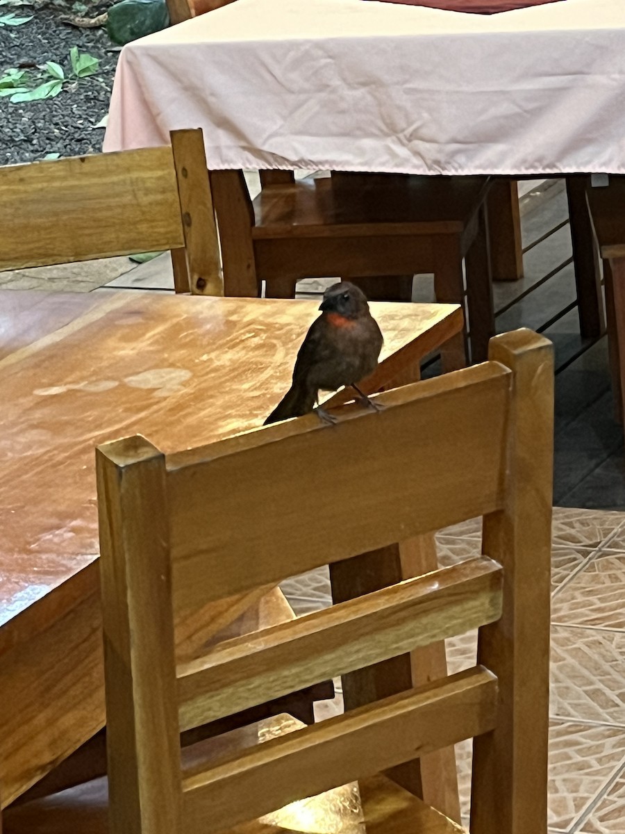 Habia à gorge rouge - ML654774663