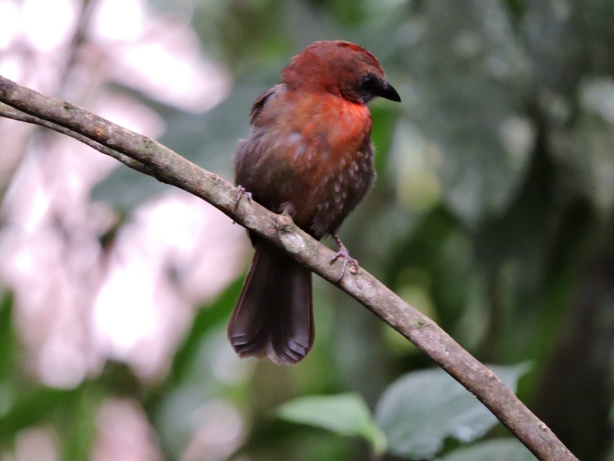 Habia à gorge rouge - ML654774664